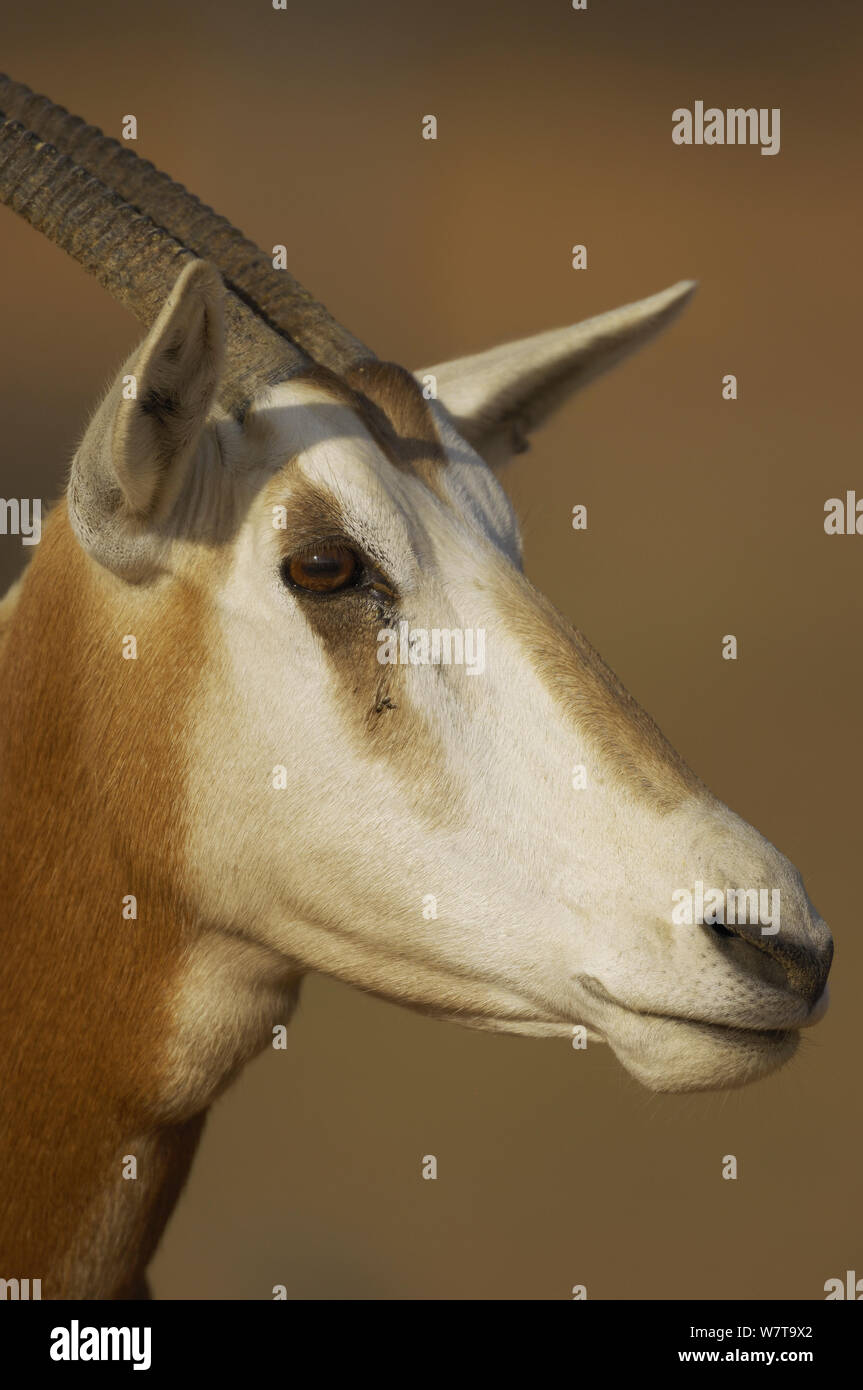 Scimitar-cornuto oryx (Oryx dammah), Dubai Desert Conservation Reserve, Dubai, EAU. Foto Stock