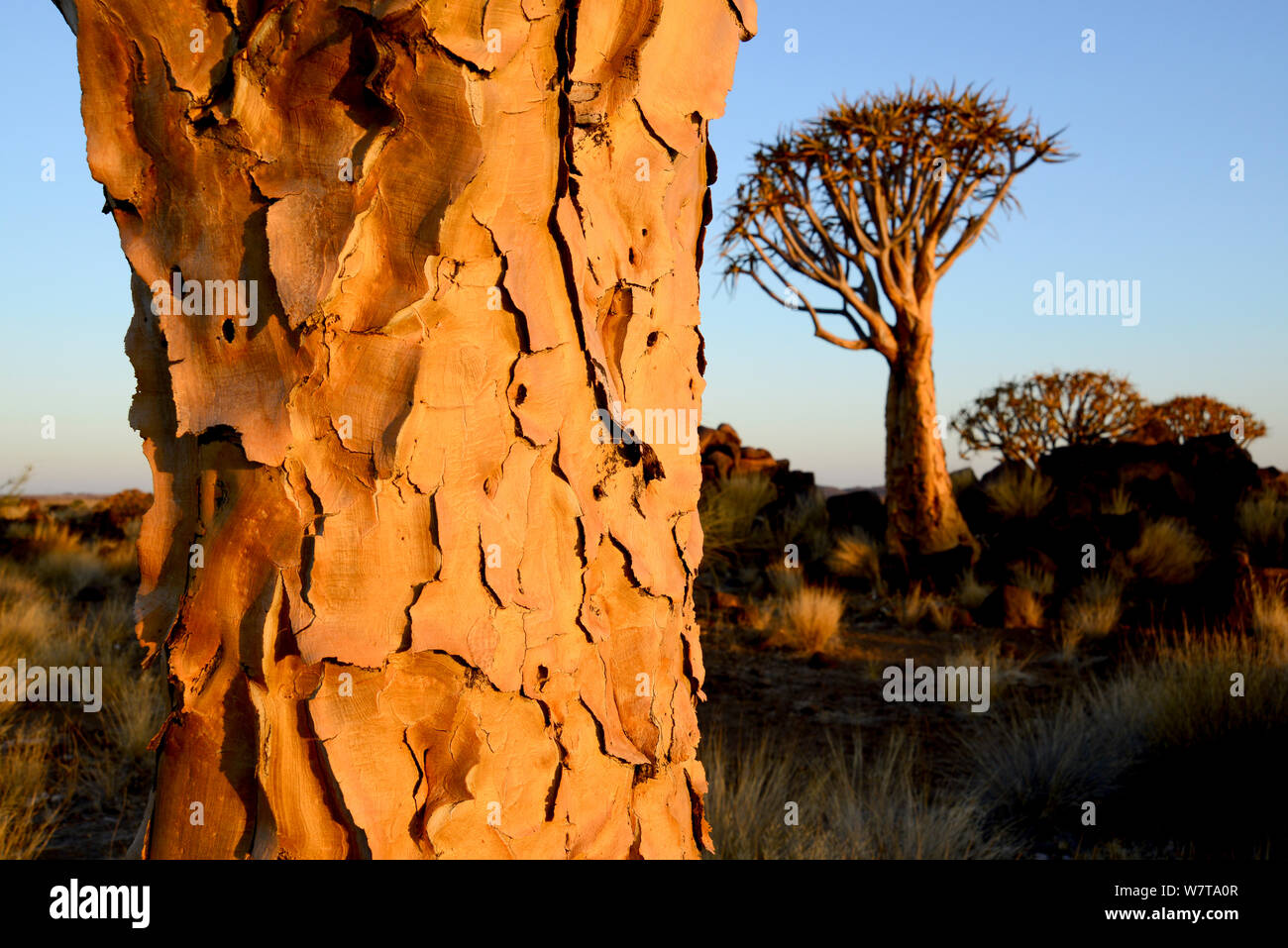 Kocurboom o faretra Tree (Aloe dichotoma) vicino di corteccia, Rock Quiver tree forest, il Kalahari, Namibia. Foto Stock