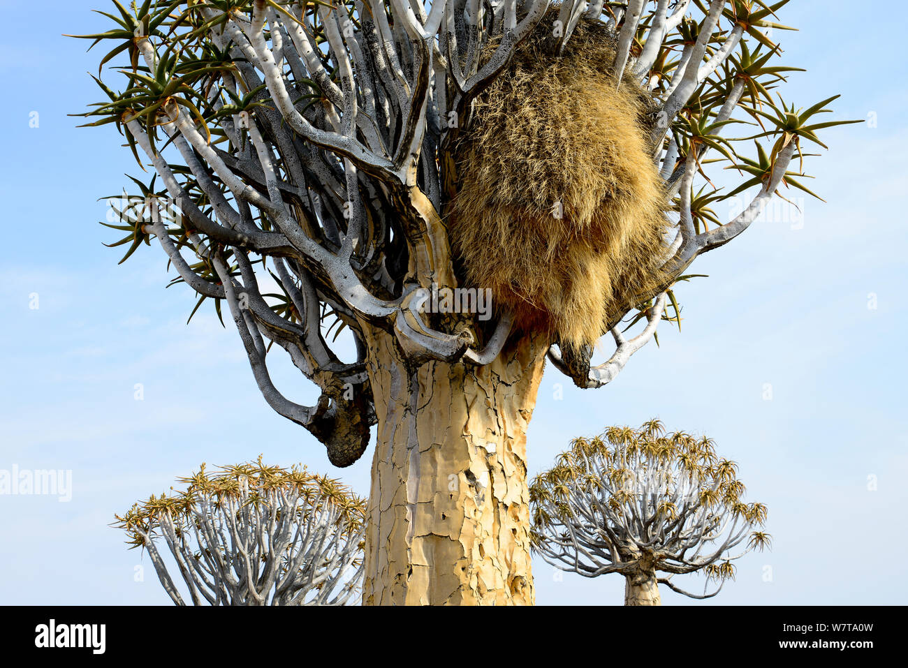 Kocurboom o faretra Tree (Aloe dichotoma) con socievole Weaver (Philetairus socius) nido, Quiver tree forest, il Kalahari, Namibia. Foto Stock