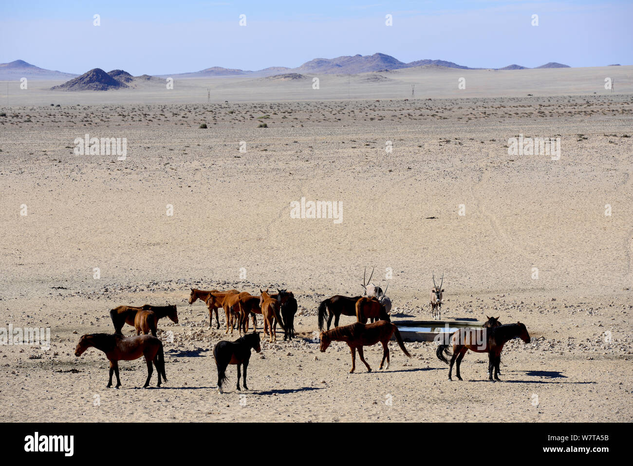 Cavalli selvaggi del Namib con un Oryx (Oryx gazella) acqua potabile a un'artificiale punto d'acqua. Questi cavalli selvaggi sono probabilmente il solo deserto selvaggio dimora di cavalli nel mondo. Garub pianura, Aus, Namib Desert, Namibia. Foto Stock