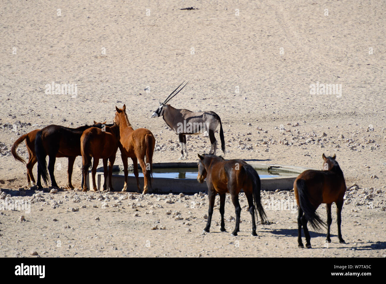 Cavalli selvaggi del Namib con un Oryx (Oryx gazella) acqua potabile a un'artificiale punto d'acqua. Questi cavalli selvaggi sono probabilmente il solo deserto selvaggio dimora di cavalli nel mondo. Garub pianura, Aus, Namib Desert, Namibia Foto Stock