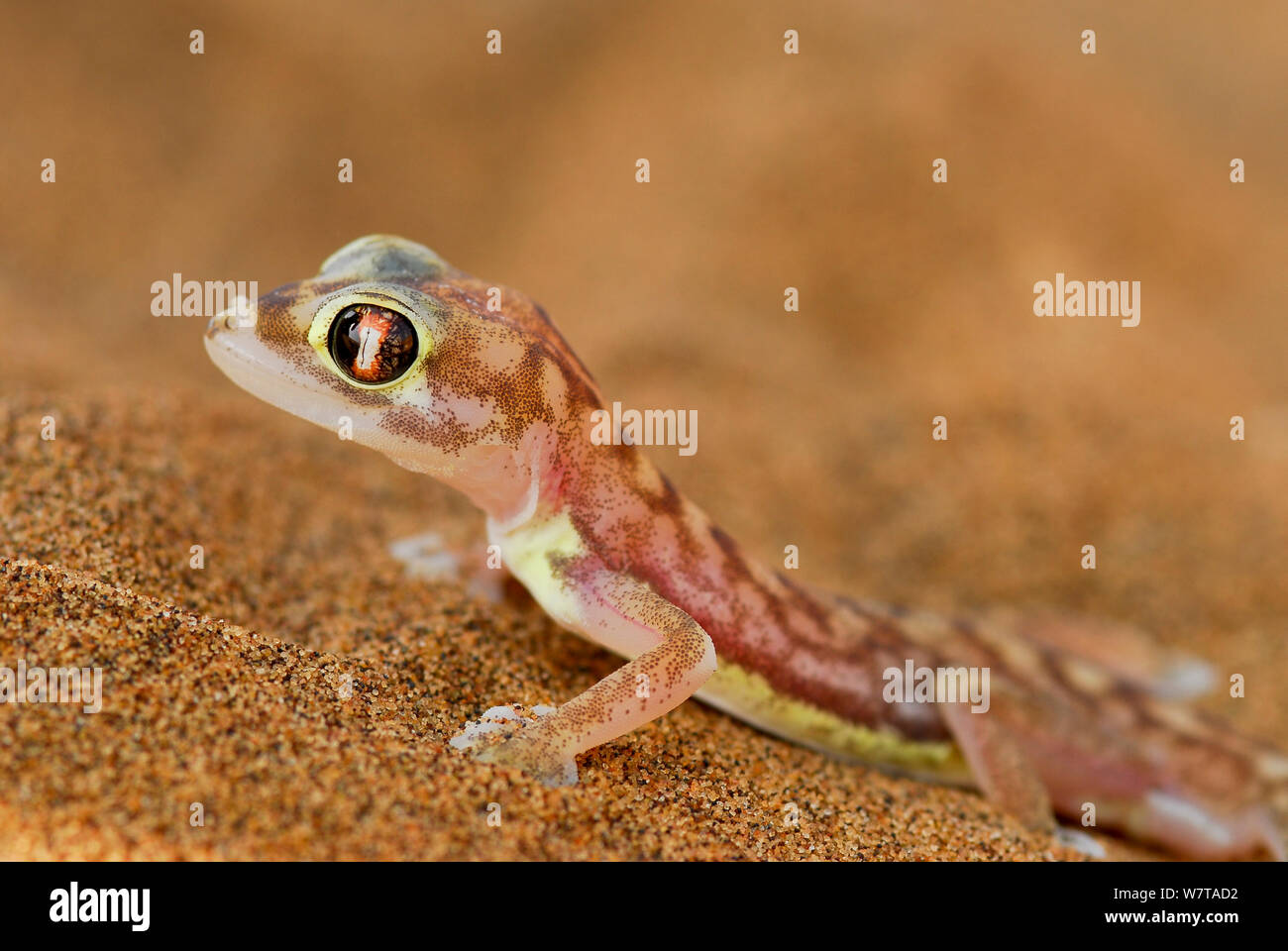 Web-footed gecko (blocchi rangei Pachydactylus) specie endemiche. Dorob National Park, Namibia. Foto Stock