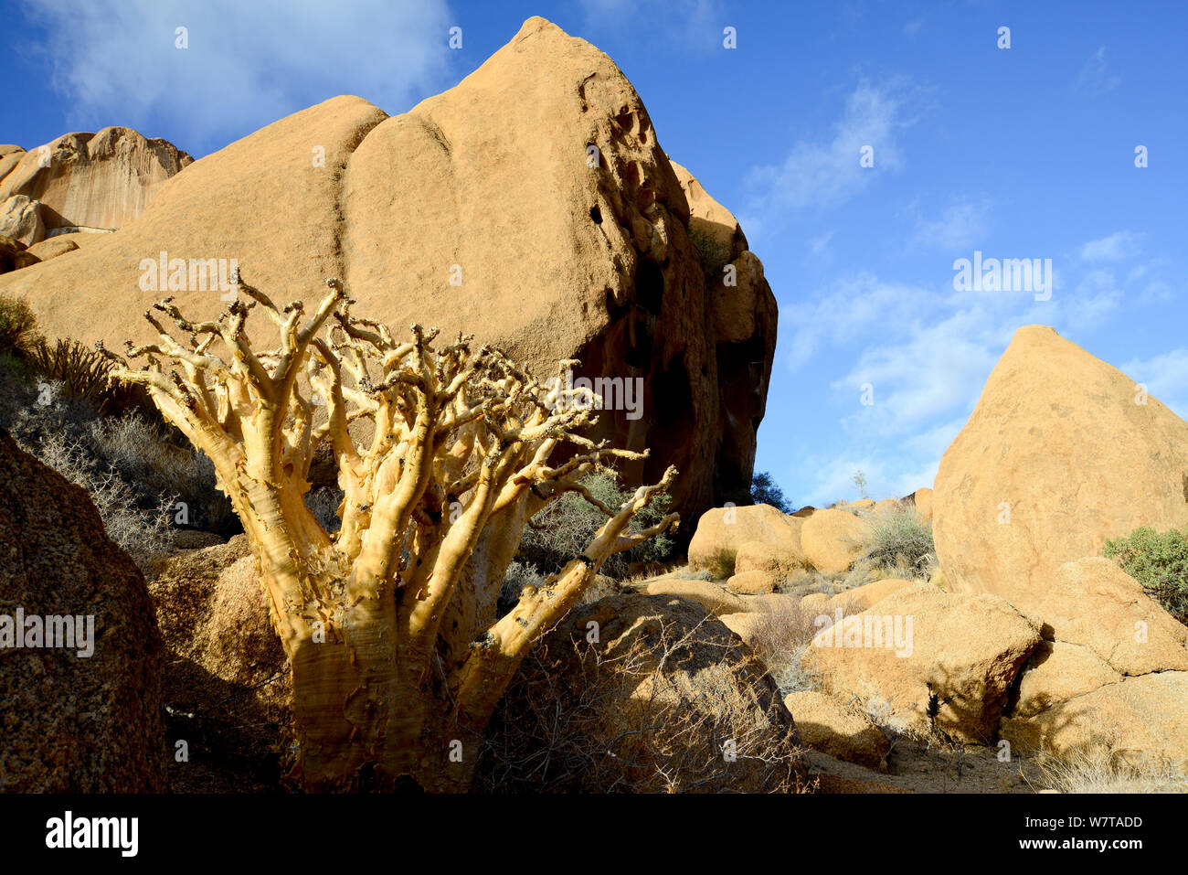 Butterwood Tree (Cyphostemma bainesii) Spitzkoppe mountain range, Namibia. Foto Stock