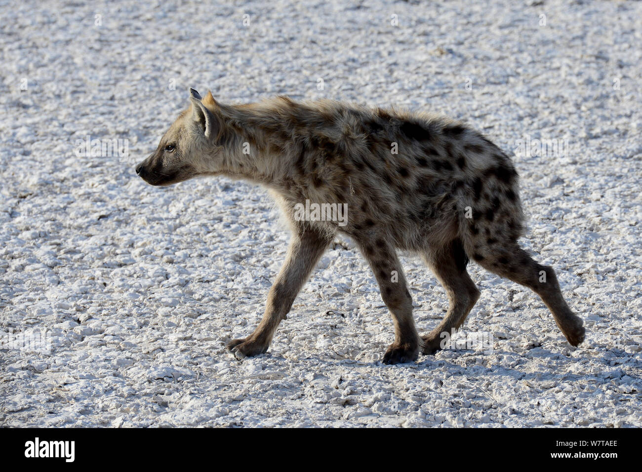 Spotted hyaena (Crocuta crocuta) Parco Nazionale Etosha, Namibia. Foto Stock