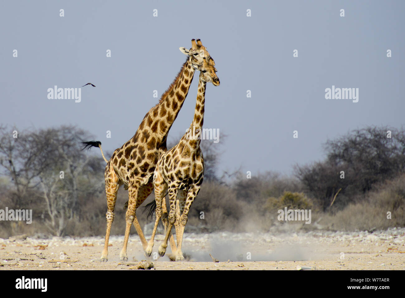 Giraffa maschio (Giraffa camelopardis) cercando di accoppiarsi con la femmina, come lei tenta di fuggire, il Parco Nazionale di Etosha, Namibia. Foto Stock