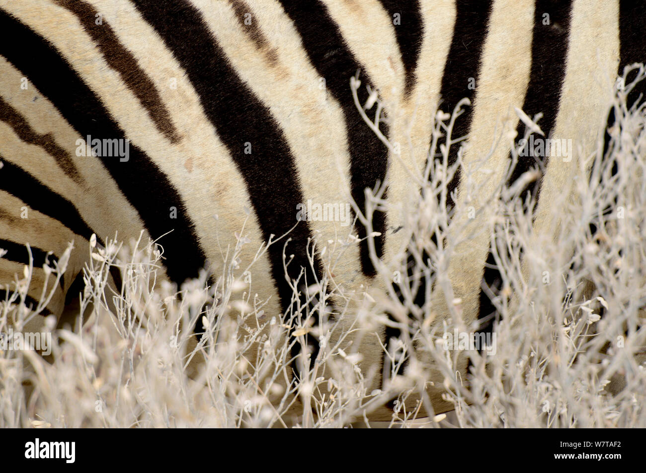 La Burchell zebra (Equus quagga burchellii) close up di strisce, Etosha NP, Namibia. Foto Stock