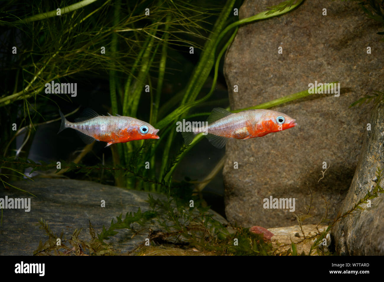 Tre-spined stickleback (Gasterosteus aculeatus), maschi, Espai Natural les Gavarres, Baix Empordà, Catalogna, Spagna, captive. Foto Stock