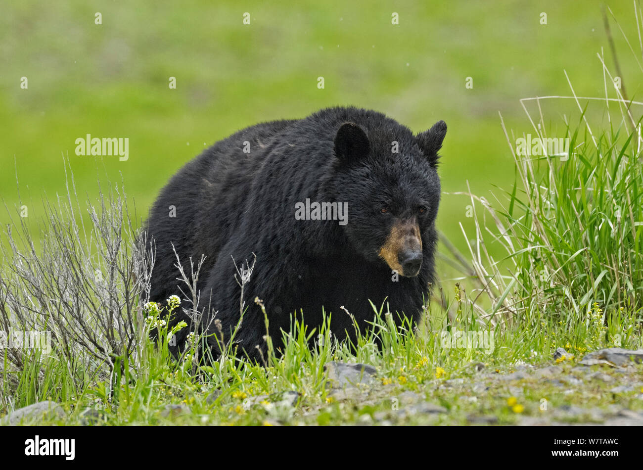 Orso di cannella, sottospecie di orso nero (Ursus americanus cinnamomum) il Parco Nazionale di Yellowstone, Wyoming USA, Giugno. Foto Stock
