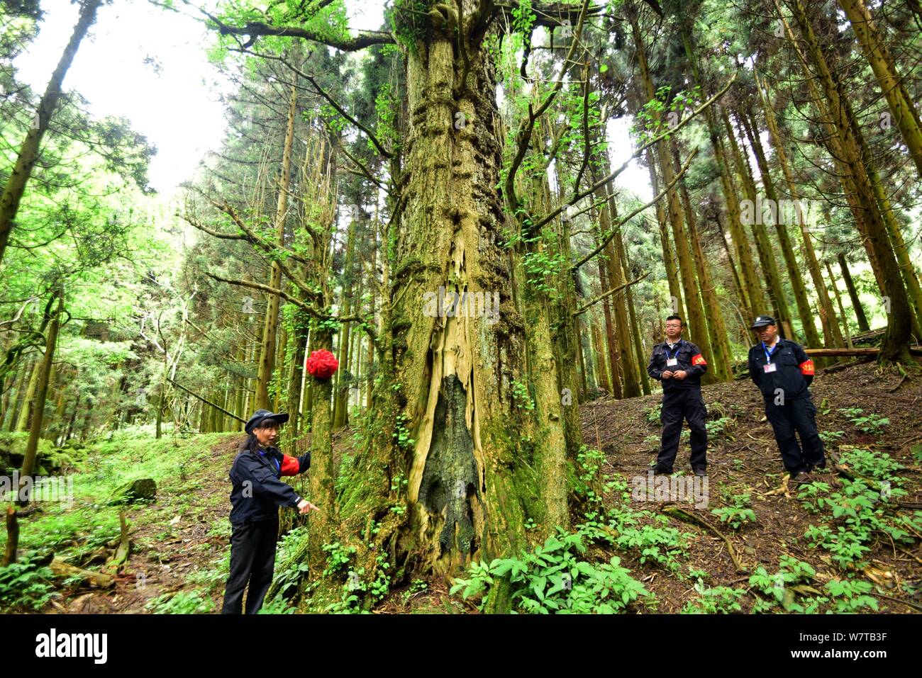I dipendenti cinesi guardare il maschio gingko albero a una foresta in Fattoria nella città di Chenzhou, centrale provincia cinese di Hunan, 5 maggio 2017. Due alberi di gingko, uno Foto Stock