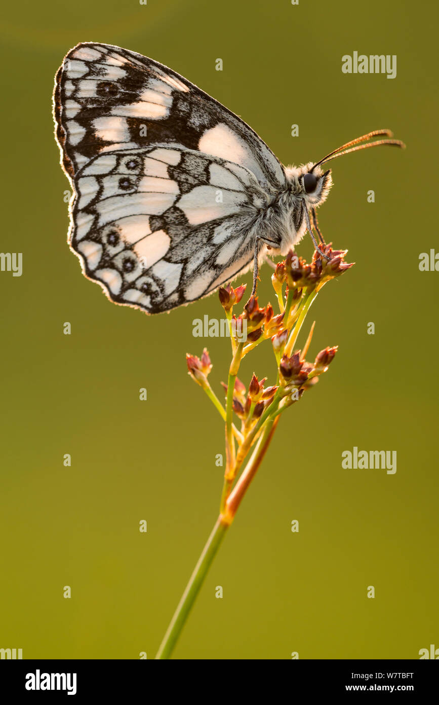 In marmo bianco (butterfly Melanargia galathea) in appoggio sul pettine, Devon, Regno Unito, Luglio. Foto Stock