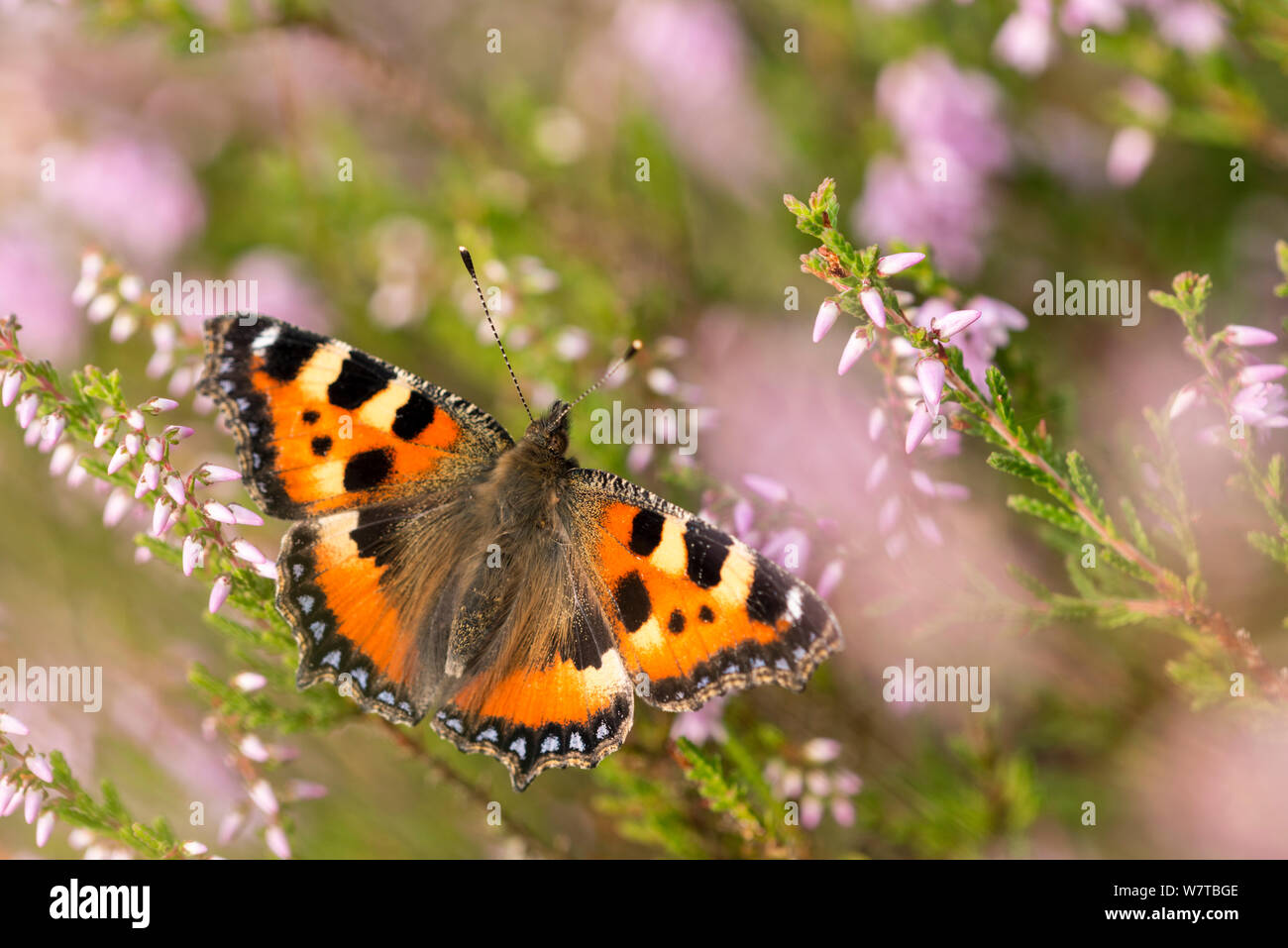 Piccola tartaruga butterfly (Aglais urticae) poggiante su heather, Westhay, livelli di Somerset, Regno Unito, Agosto. Foto Stock