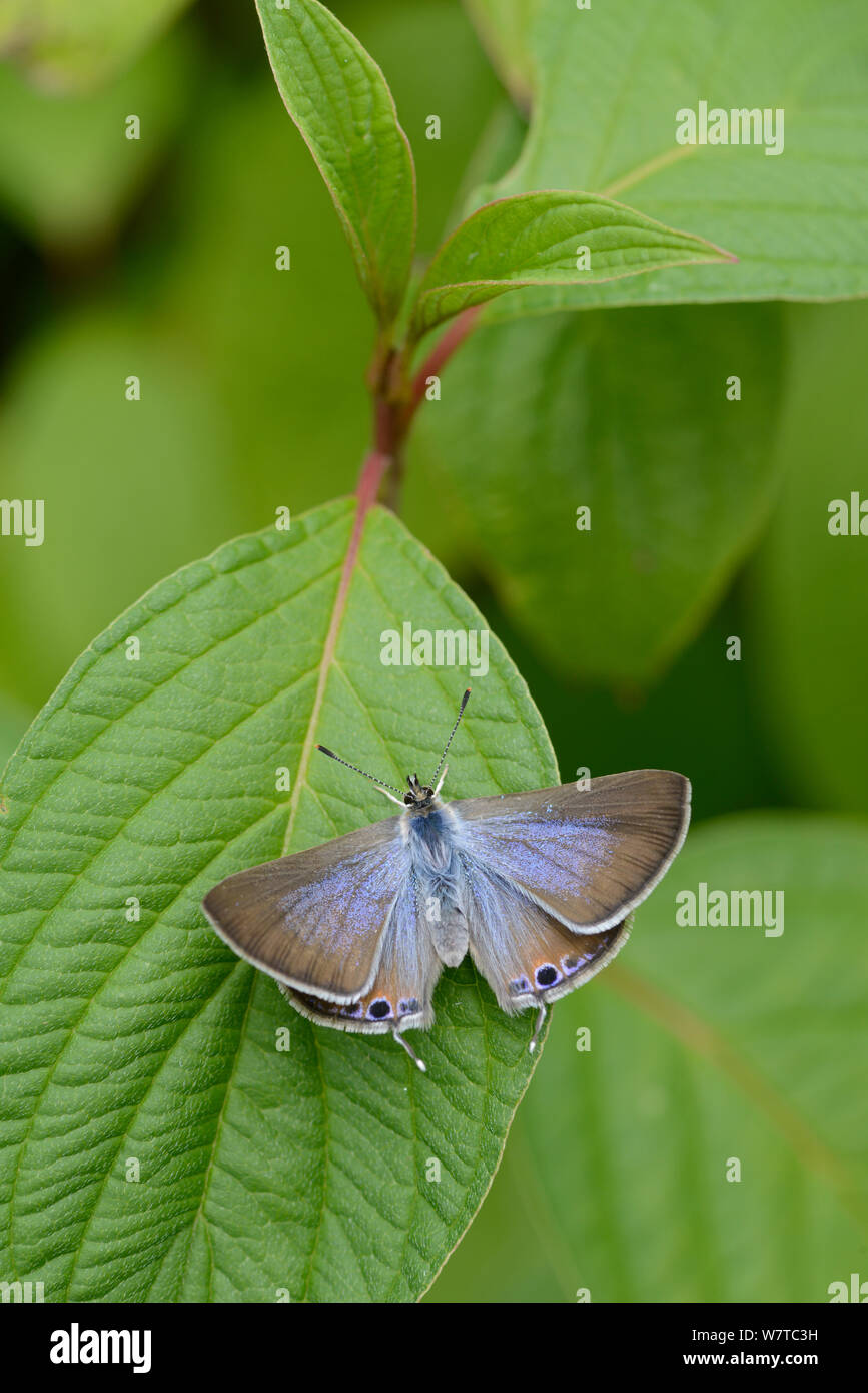 Long-Tailed Blue Butterfly (Lampides boeticus) captive campione. Foto Stock