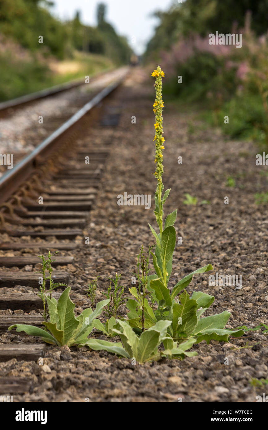 Grande mullein (Molène thapsus) crescente a fianco della linea ferroviaria, Cambridgeshire, Inghilterra, Regno Unito, Agosto. Foto Stock