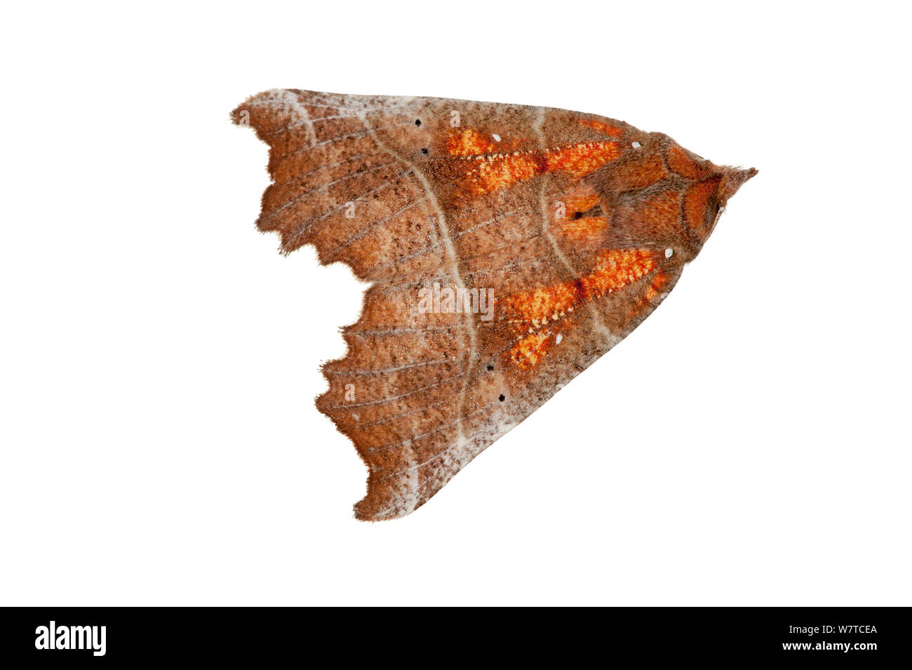 Il Herald moth (Scoliopteryx libatrix) Wilgartswiesen, Renania-Palatinato, Germania, Febbraio. Progetto Meetyourneighbors.net Foto Stock