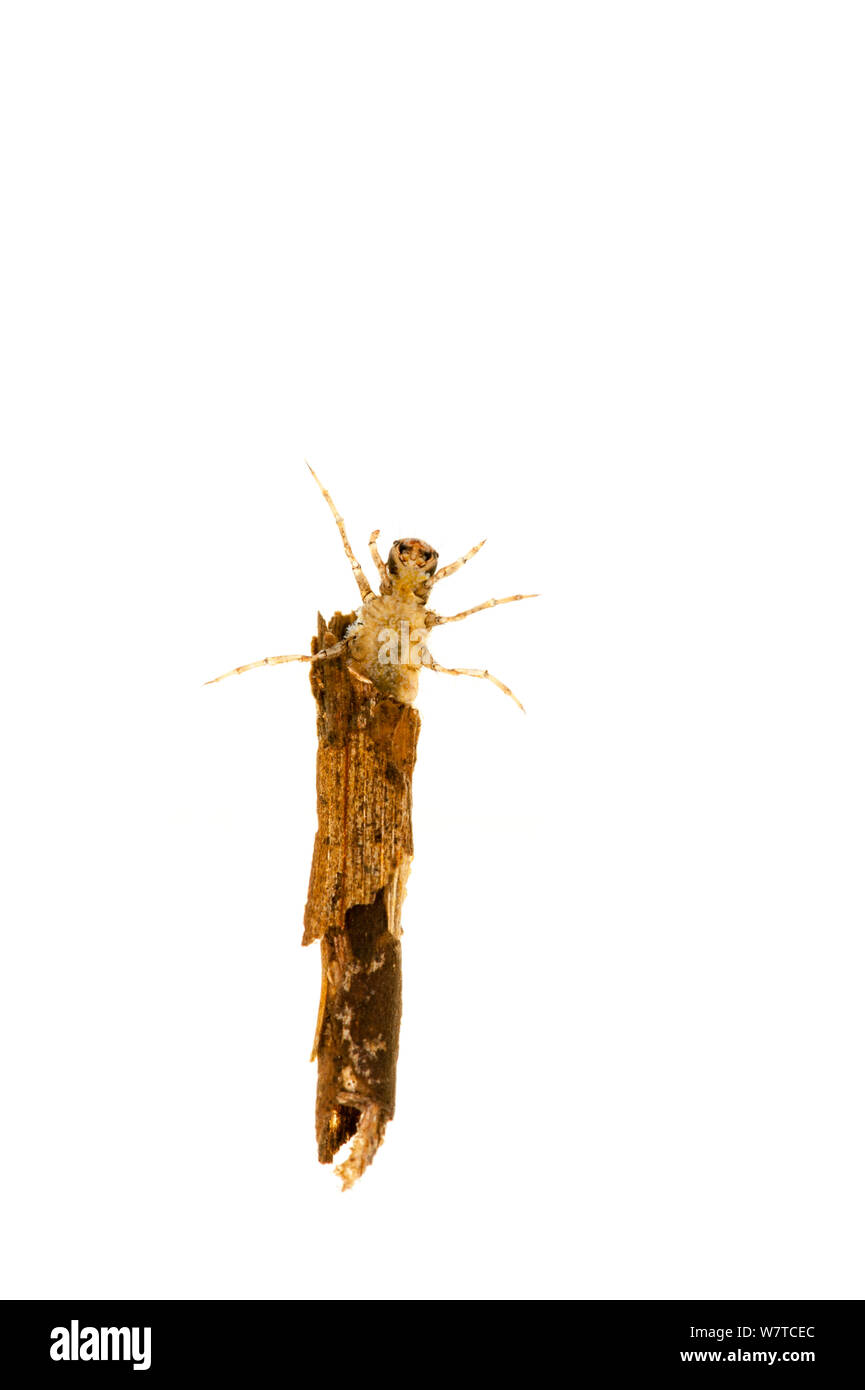 Larva Caddisfly Ephemoptera (sp) Fischbach, Renania-Palatinato, Germania, maggio. Progetto Meetyourneighbors.net Foto Stock