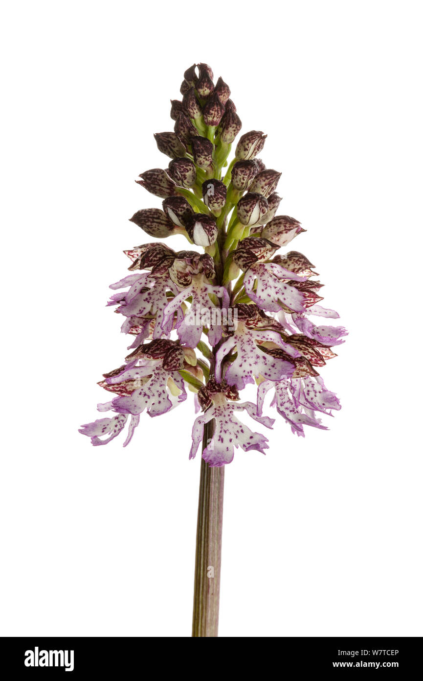 Signora orchidea (Orchis purpurea) Renania-Palatinato, Germania, maggio. Progetto Meetyourneighbors.net Foto Stock