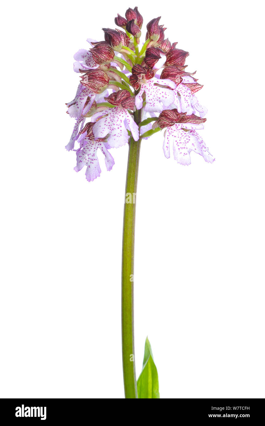 Bruciò orchidea (Neotinea ustulata) in fiore, Slovenia, Europa Può Meetyourneighbors.net progetto Foto Stock