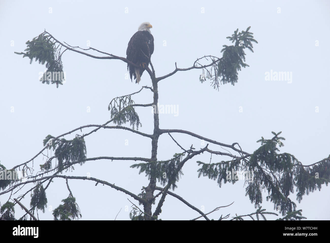 American aquila calva (Haliaeetus leucocephalus) seduto in un albero in un nebbioso e nebbioso giorno. Isola di Vancouver, British Columbia, Canada, Agosto. Foto Stock