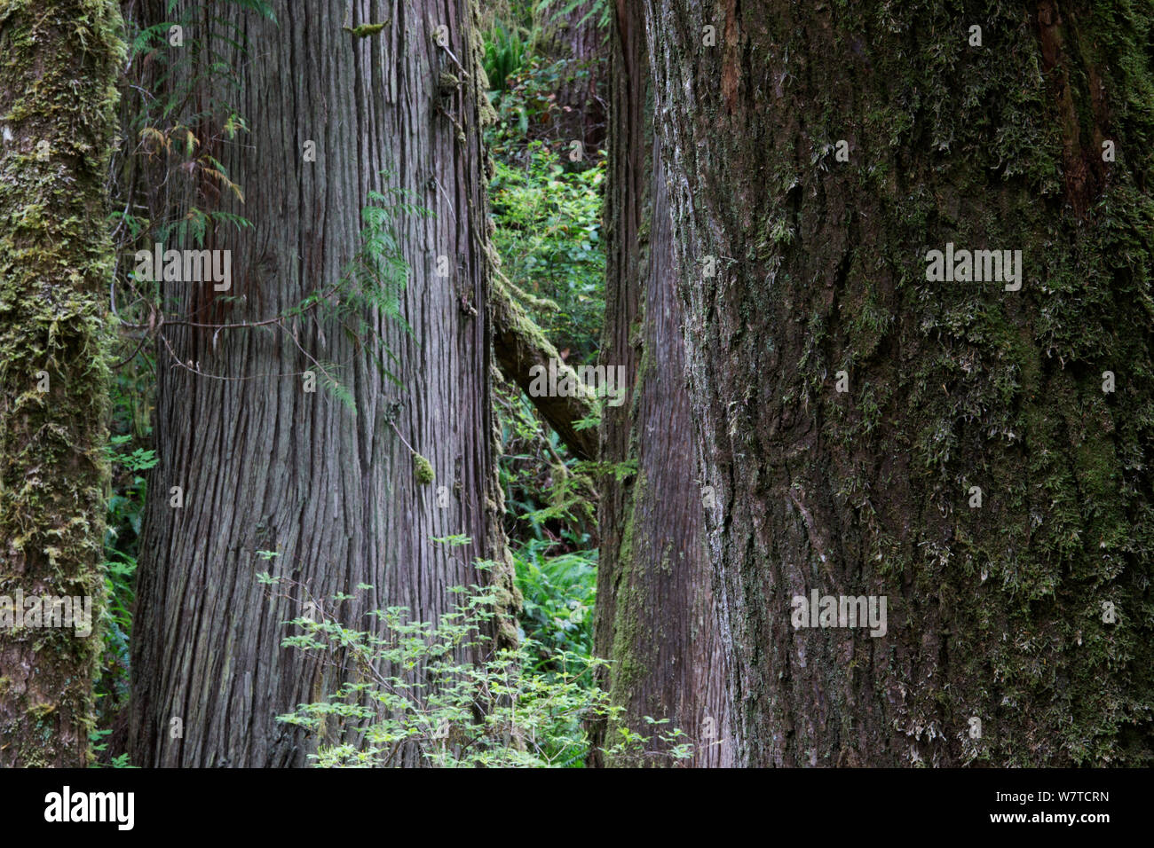 La foresta pluviale temperata con rosso di antichi alberi di cedro (Thuja plicata). Pacific Rim National Park, l'isola di Vancouver, British Columbia, Canada, Agosto. Foto Stock