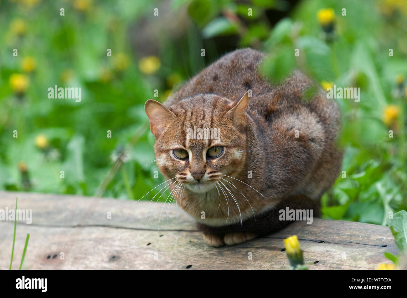 Rusty spotted cat (Felis rubiginosus phillipsi), captive, nativo di Sri Lanka. Foto Stock