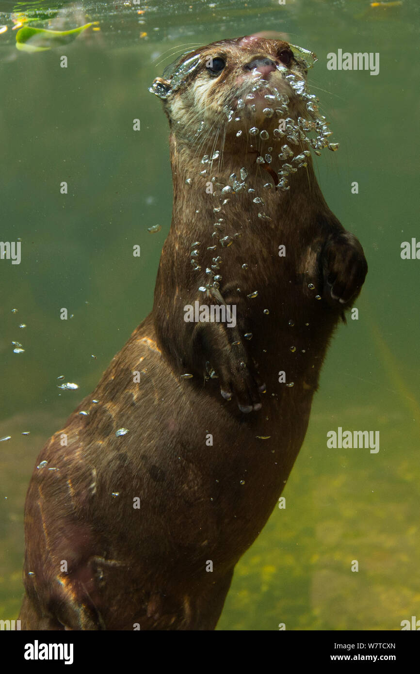 Oriental piccola artigliato lontra (Aonyx cinerea) subacquea, captive. Foto Stock
