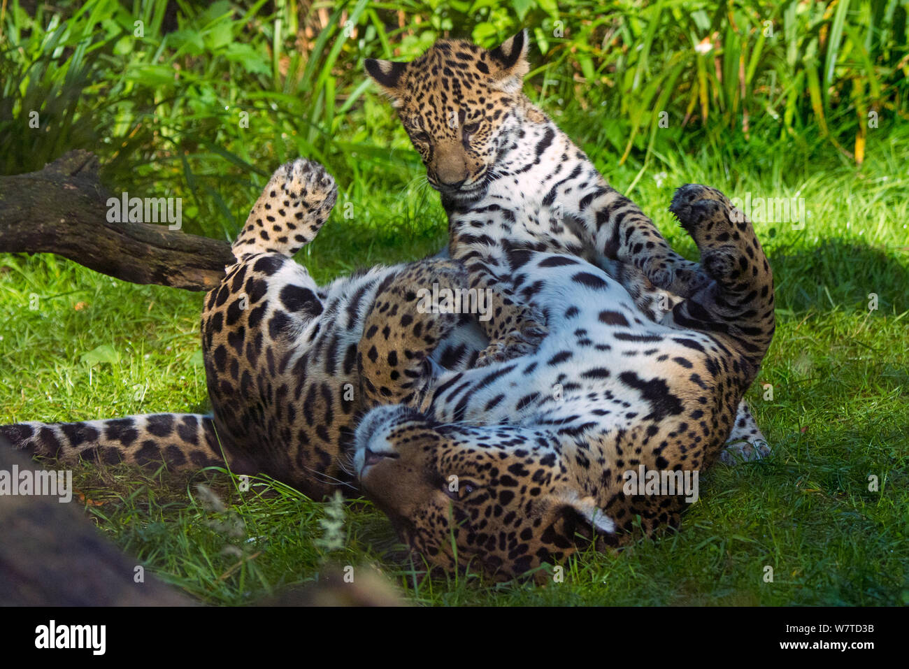 Jaguar femmina (Panthera onca) giocando con il suo cucciolo, captive, nativo di America Centrale e Meridionale. Foto Stock