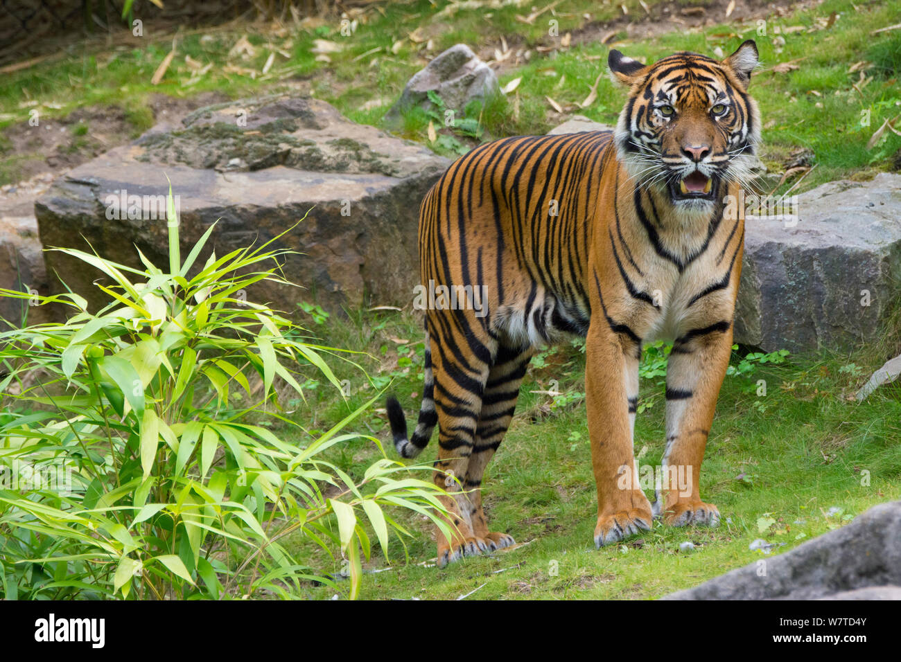 Femmina tigre di Sumatra (Panthera tigris sumatrae), captive, nativo di Sumatra, Indonesia Foto Stock