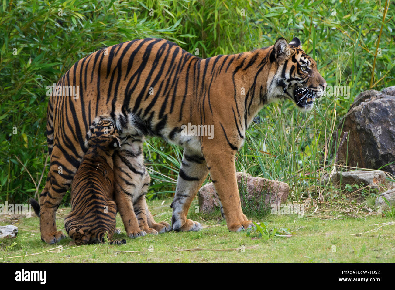 I capretti tigre di Sumatra (Panthera tigris sumatrae), di età compresa tra i 4 mesi, il lattante da sua madre, captive, nativo di Sumatra, Indonesia Foto Stock