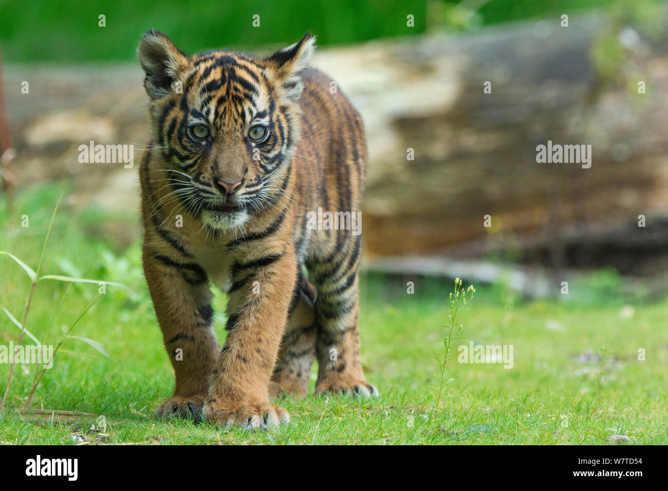 I capretti tigre di Sumatra (Panthera tigris sumatrae), di età compresa tra i quattro mesi, captive, nativo di Sumatra, Indonesia Foto Stock