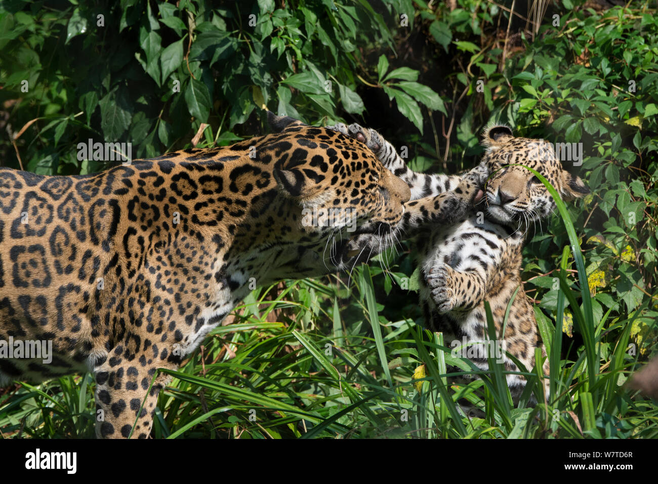 Jaguar femmina (Panthera onca) giocando con il suo cucciolo, captive, nativo di America Centrale e Meridionale. Foto Stock