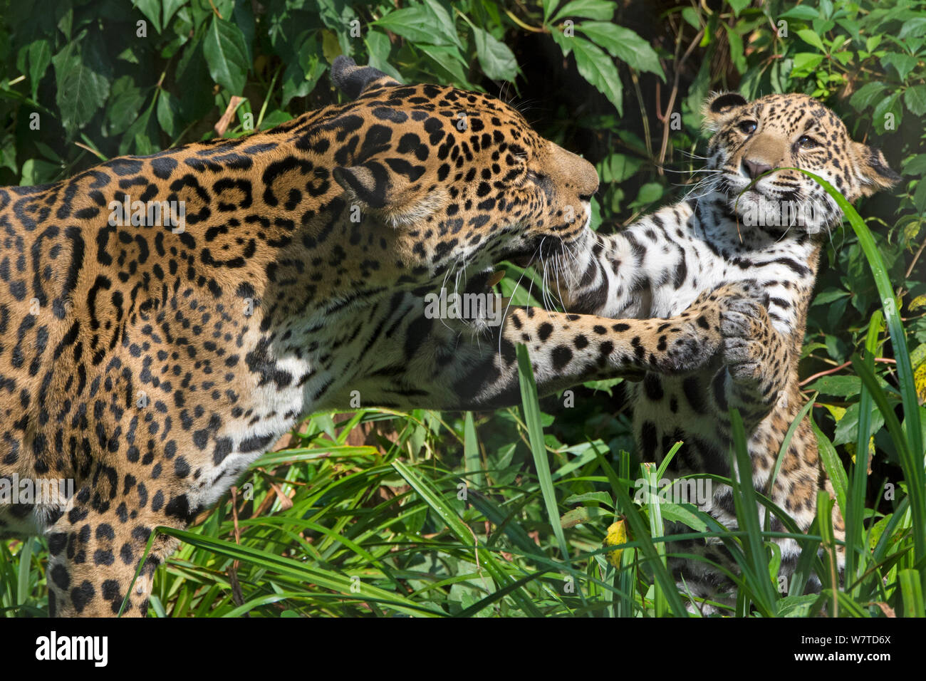 Jaguar femmina (Panthera onca) giocando con il suo cucciolo, captive, nativo di America Centrale e Meridionale. Foto Stock