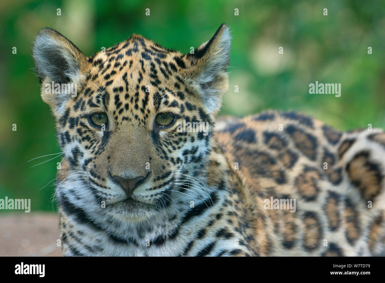 Jaguar (Panthera onca) cub, di età compresa tra i cinque mesi, captive, nativo di America Centrale e Meridionale. Foto Stock