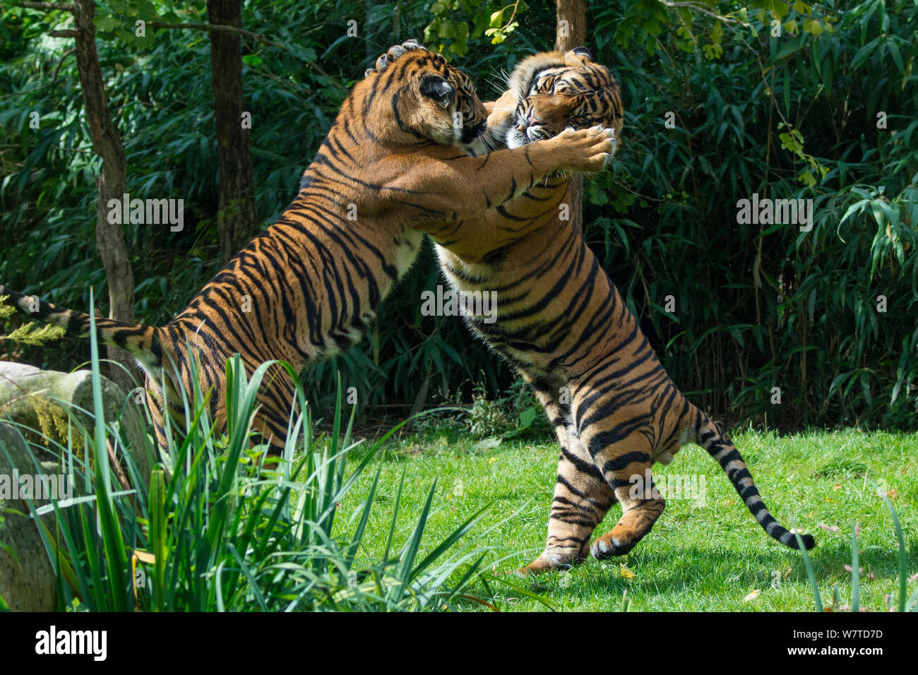 Le tigri di Sumatra (Panthera tigris sumatrae) combattimenti, captive, nativo di Sumatra, Indonesia. Foto Stock