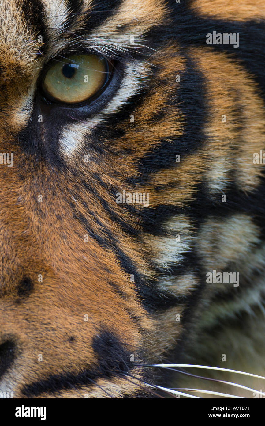 Close-up di un occhio di tigre di Sumatra (Panthera tigris sumatrae), captive, nativo di Sumatra, Indonesia. Foto Stock