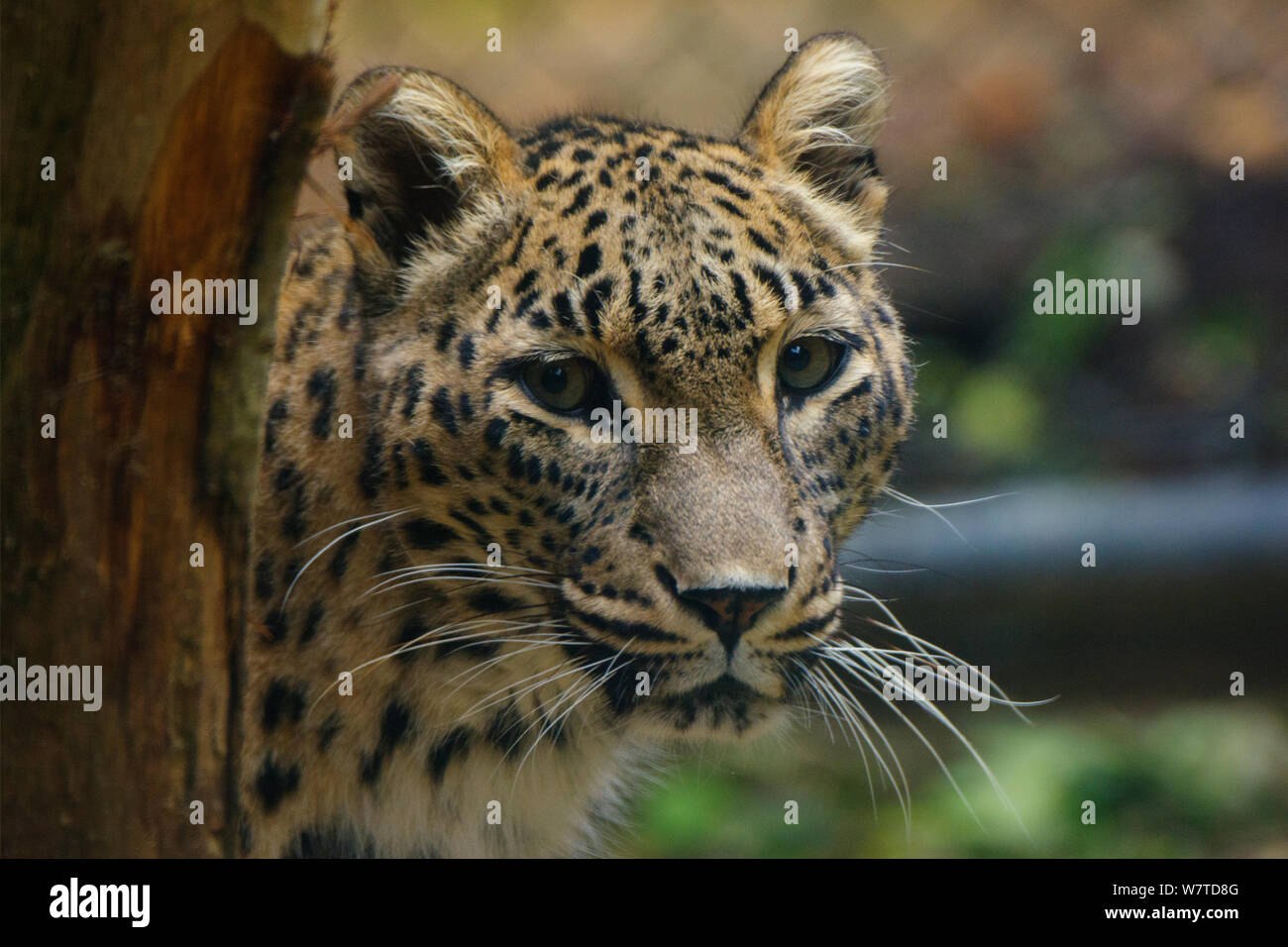Femmina di leopardo persiano (Panthera pardus saxicolor), prigionieri nativo per il Caucaso, il Turkmenistan e l'Afghanistan. Foto Stock