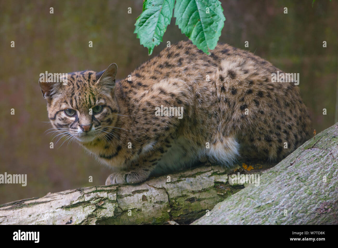 Geoffroy&#39;s cat (da Leopardo geoffroyi), captive, originario del Sud America. Foto Stock