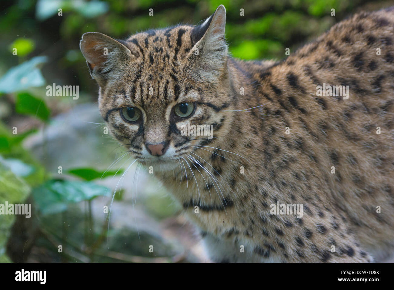 Geoffroy&#39;s cat (da Leopardo geoffroyi), captive, originario del Sud America. Foto Stock