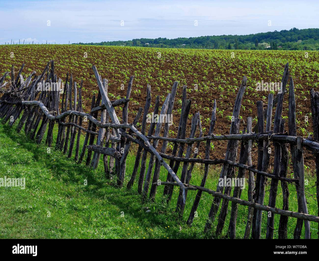 Paesaggio coltivato vicino Tschiatura, Inereti, Georgia, Europa Foto Stock