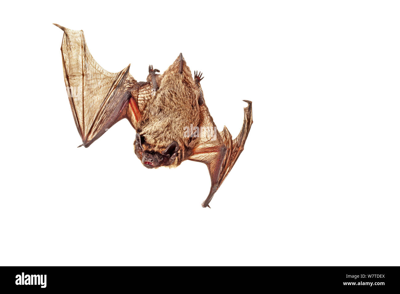 Particol-colorato Bat (Vespertilio murinus) Renania-Palatinato, Germania, Ottobre. Progetto Meetyourneighbors.net Foto Stock