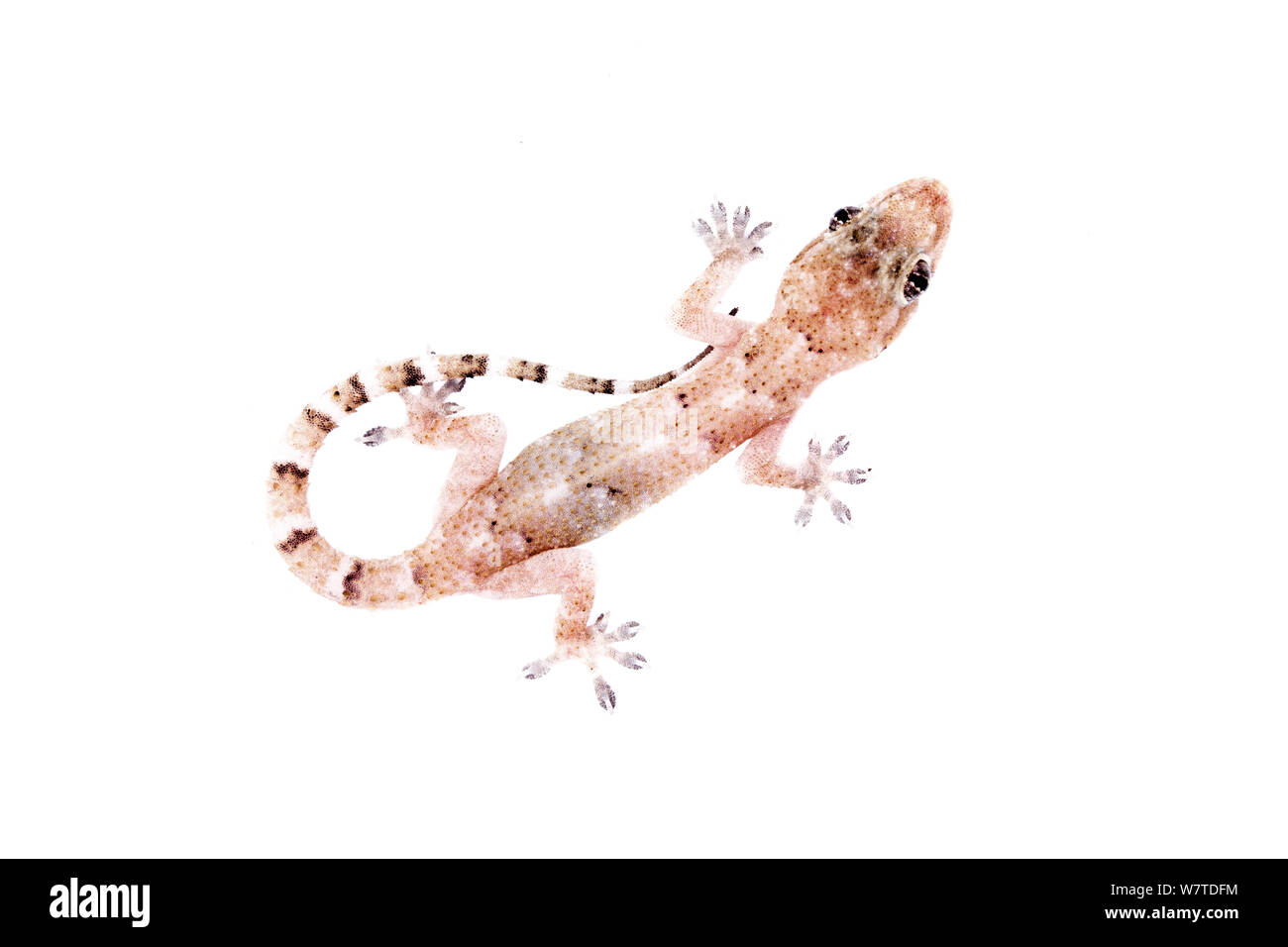 Casa gecko (Hemidactylus mabouia) Sorocaba, Sao Paolo del Brasile. Progetto Meetyourneighbors.net Foto Stock