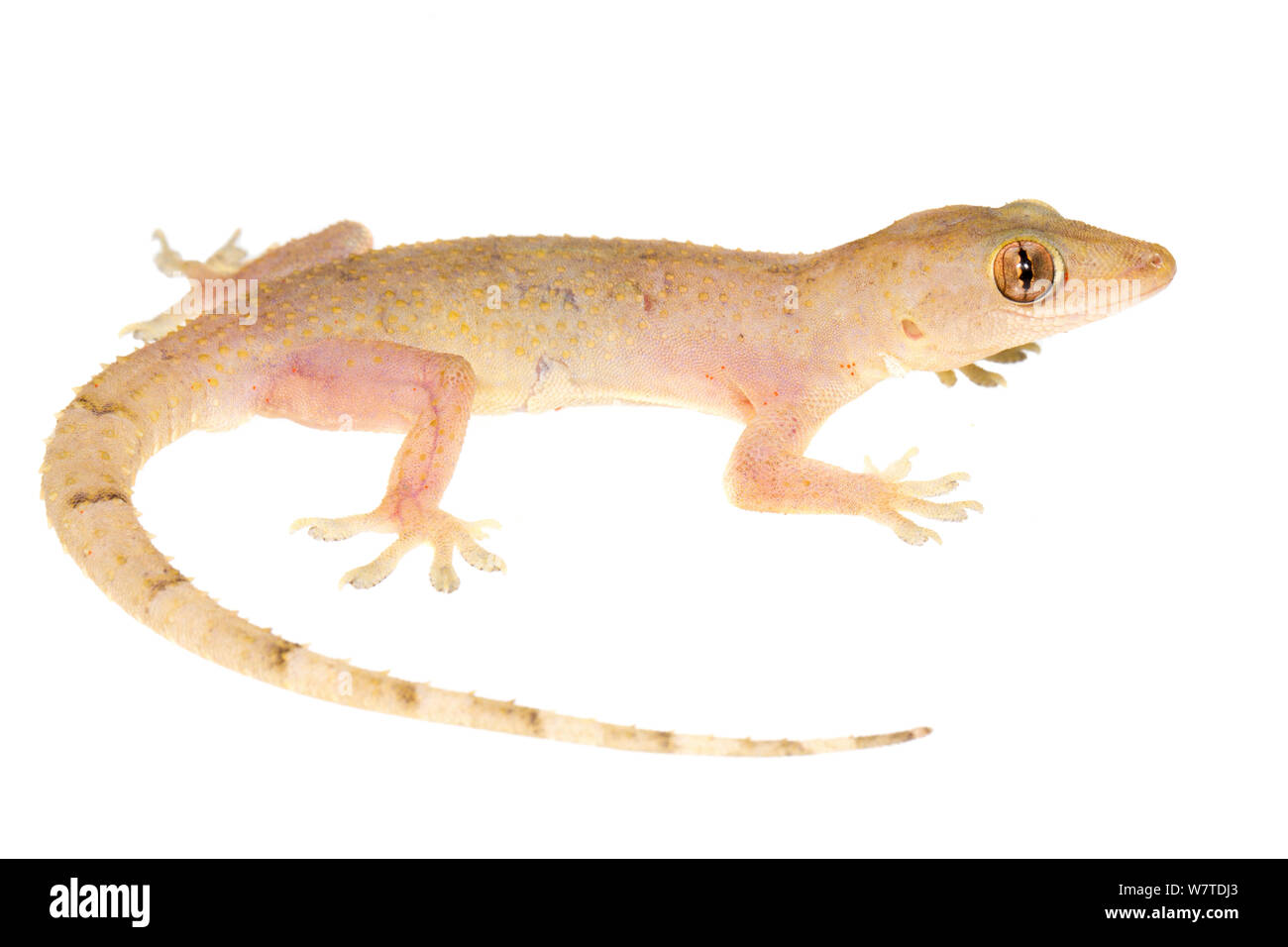 Casa Gecko (Hemidactylus mabouia) Matoury, Guiana francese. Progetto Meetyourneighbors.net Foto Stock