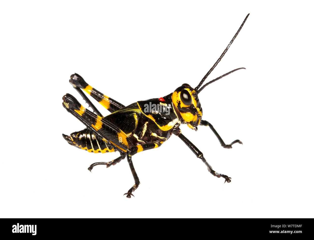 Soldato Grasshopper nymph (Chromacris speciosa) Gamboa, Panama. Progetto Meetyourneighbors.net Foto Stock