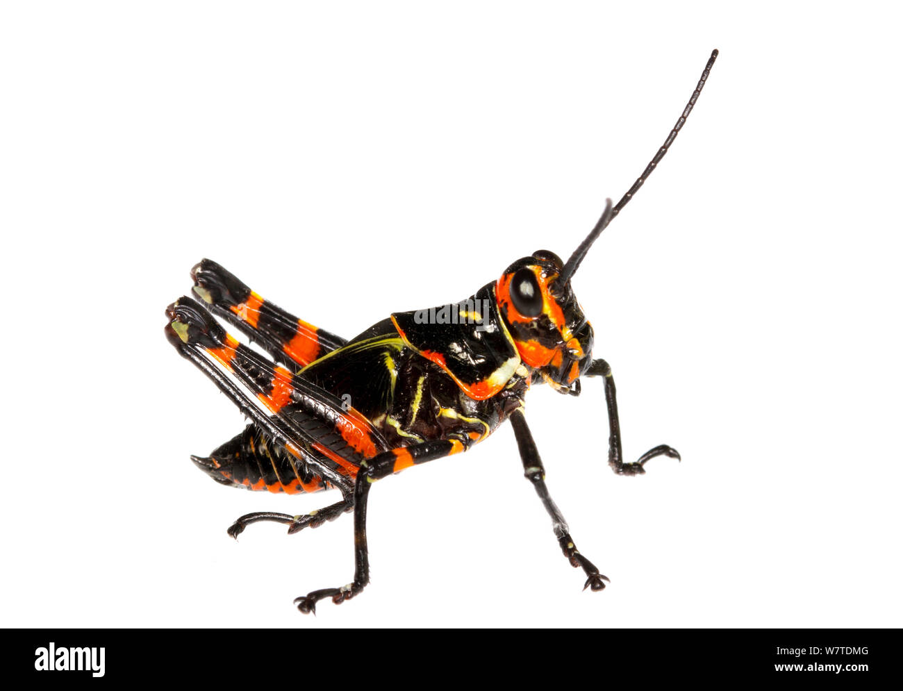 Soldato Grasshopper nymph (Chromacris speciosa) Gamboa, Panama. Progetto Meetyourneighbors.net Foto Stock