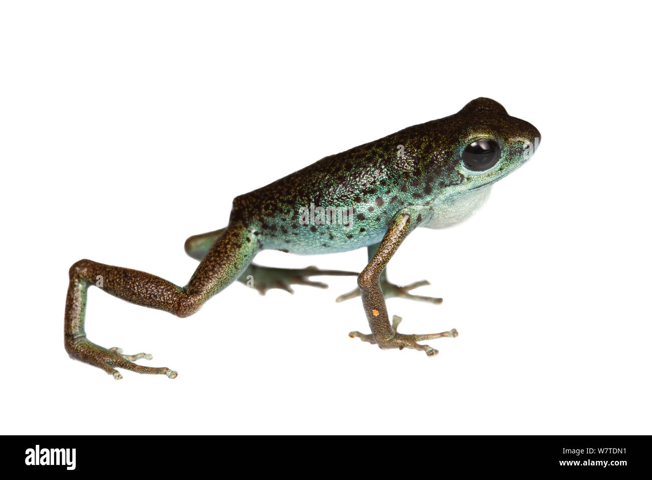 Strawberry Poison Frog (Oophaga pumilio) uno dei molti colore morph, Loma Partida, Panama. Progetto Meetyourneighbors.net Foto Stock