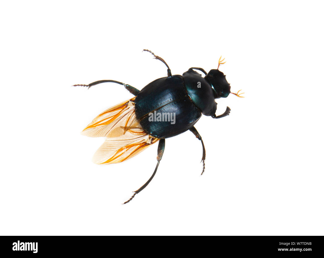 Unidentified Dung Beetle (Scarabaeidae) con ali ripiegate sotto elytra, Boquete, Panama. Progetto Meetyourneighbors.net Foto Stock