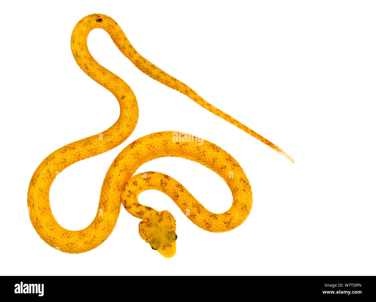 Tintura ciglia Rattlesnakes (Bothriechis schlegelii) Escudo de Veraguas, Panama. Progetto Meetyourneighbors.net Foto Stock