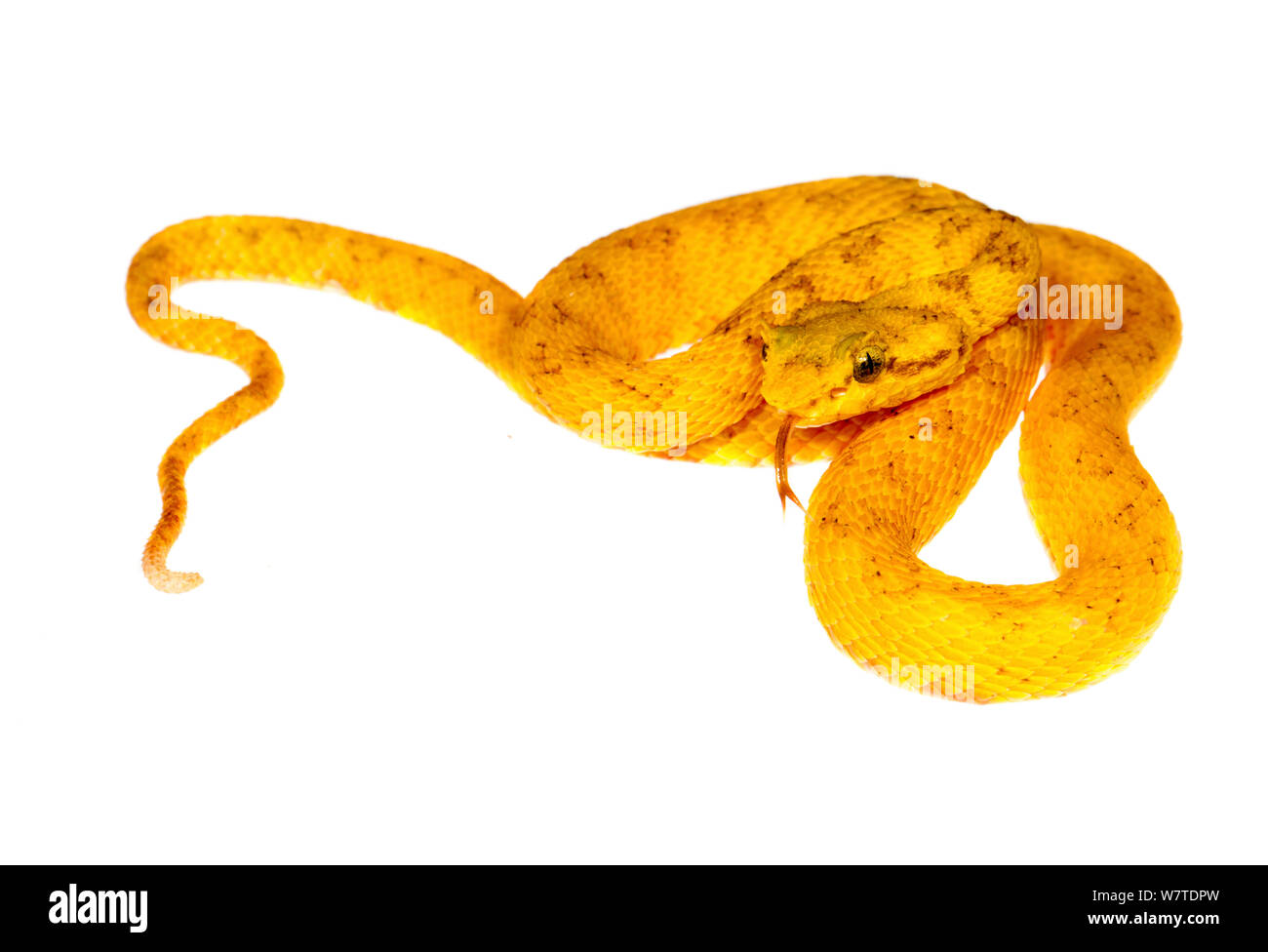 Tintura ciglia Rattlesnakes (Bothriechis schlegelii) Escudo de Veraguas, Panama. Progetto Meetyourneighbors.net Foto Stock