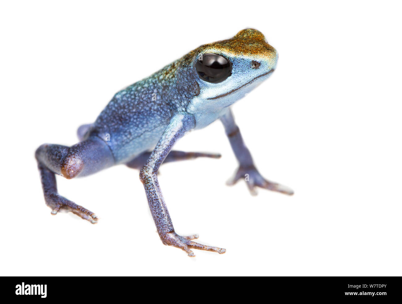 Strawberry Poison Frog (Oophaga pumilio) uno dei molti colore morph, Escudo de Veraguas, Panama. Progetto Meetyourneighbors.net Foto Stock