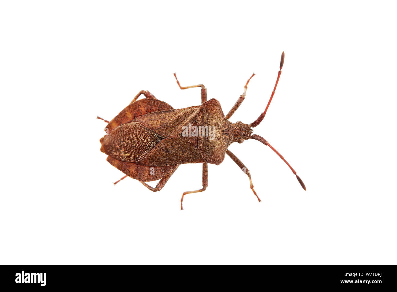 Bug di protezione (Coreus marginatus) Barnt Green, Worcestershire, Regno Unito, Giugno. Progetto Meetyourneighbors.net Foto Stock