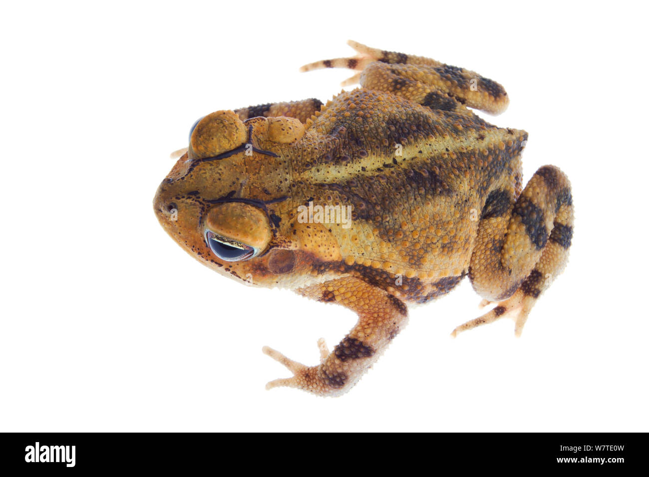 Costa del Golfo Toad (Incilius nebulifer) visto dal di sopra, Sabal Palm Santuario, Cameron County, Basso Rio Grande Valley, Texas, Stati Uniti d'America, Nord America, Settembre. Progetto Meetyourneighbors.net Foto Stock